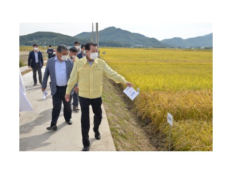 [크기변환]강화섬쌀 브랜드 원료곡 품종선정 사업 현장확인 (7).JPG