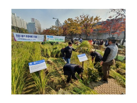 [크기변환]2020.10.27일자(연수구, ‘텃밭나들이  토종 벼 베기 체험’ 행사 개최)(2).jpg